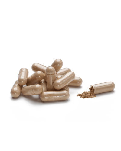 Астрагал (Astragalus)