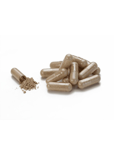 Молочний Чортополох (Milk Thistle)
